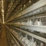 A Type Poultry Battery Layer Chicken Cage System Hot Galvanized Q235 Steel Wire for sale
