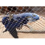 Customizable AISI 316 304 Stainless Steel Aviary Mesh For Bird Habitats for sale