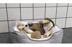 China 50*40*13cm Sustainable linen soft plush dog warm beds Plush Materials supplier