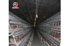 China 120/160 Chickens Per Set Newest Battery Chicken Cage Steel Wire Mesh supplier