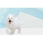 Pet Leak Proof Disposable Puppy Pads Fast Drying Pee Pads For Dogs Pet Training for sale