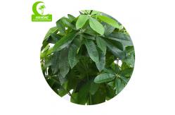 China All Season 160cm Height Braided Artificial Money Tree Plant Indoor supplier