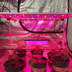650W Horticultural LED Grow Light
