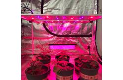 China 650W Horticultural LED Grow Light supplier