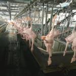 Automatic Small Abattoir Poultry Slaughterhouse Equipment Chicken Mobile Machinery for sale