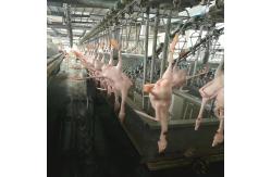 China 300 Chickens / H Poultry Farming Equipment Scalding Plucking Slaughtering Machine supplier