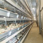 SGS 30000 Birds H Type Layer Chicken Cage Battery System Q235A Steel Material for sale