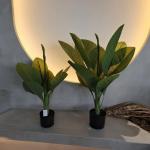 Long Lasting Plastic Material Artificial Plants 70cm Artificial Dieffenbachia Tree for sale