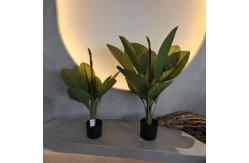 China Long Lasting Plastic Material Artificial Plants 70cm Artificial Dieffenbachia Tree supplier