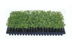 China New design 50 cell trays seedling trays wholesale seedling pot with high quality supplier