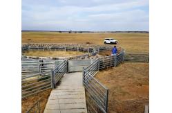 China Galvanized Welded Pipe Cattle Fence Panel 8FT Horse Farm Fencing Panels supplier