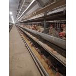China H Type Big Size Automatic Egg Layer Chicken Cage Hot Dip Galvanized Material for sale