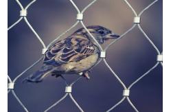 China Plain Weave Stainless Steel Aviary Mesh , Stainless Steel Bird Cage Screen Mesh supplier