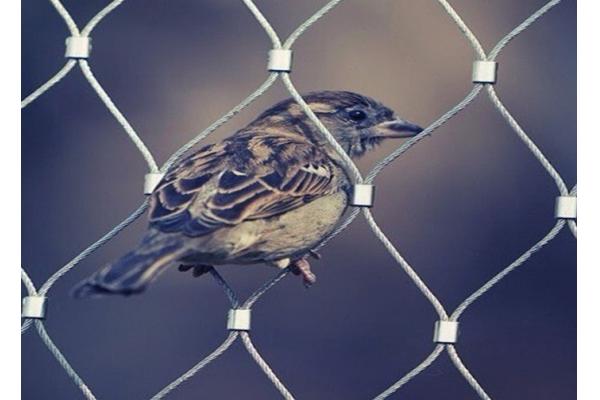Plain Weave Stainless Steel Aviary Mesh , Stainless Steel Bird Cage Screen Mesh
