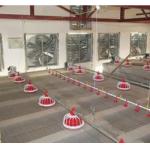 Automatic Chicken Poultry Equipment Chicken Feeding Line 50-100kg/H for sale