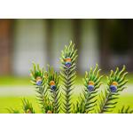 Gorgeous Metal Yard Ornaments Eye Catching Metal Peacock Statue Colorful for sale