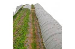 China 1m To 46m Polypropylene Spunbond Agriculture Non Woven Fabric Wide Selection supplier