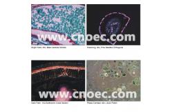 China Infinity Plan Phase Contrast Microscope with Kohler 3W LED Illumination A19.0907 supplier