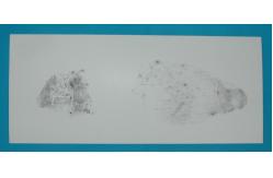 China G025 Footprint lifting tape with white backing sheet supplier