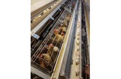 China Chicken Animals Battery Cages Layer System With Auto Feeder Drinker And Cleaner supplier