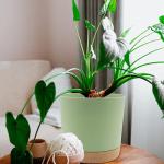 Indoor Plastic Green Plant Pots With Drainage Holes And Removable Base for sale