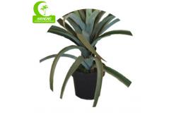 China Aesthetic Lifelike Handmade H140cm Fake Pineapple Tree With Pot supplier