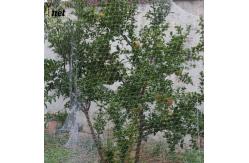 China Nylon Bird Proof Net White Bird Proof Garden Netting Lightweight supplier