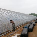 Cold Area Winter Passive Solar Greenhouse Plastic Film Single Tunnel for sale