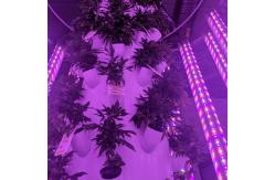 China RedFarm Dual Side 240W 8ft Supplemental LED Lighting Vertical Tower supplier