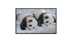 China 49 Inch Sunlight Readable LCD Panel Repair 2000nits Large Backpack Lcd Advertising Display supplier