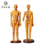 Acupuncture Model With Flexible Joints For Learning Body Structure for sale