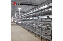China HDG Steel Broiler Chicken Cages Chicken Meat Broiler Cages With Automatic Poultry Feeding supplier