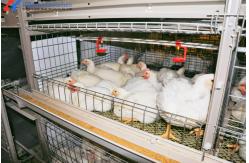 China Automatic Equipment Chicken Layer Cages Hot Dip Galvanized Steel Material supplier
