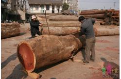 China Big power gasoline chain saw wood log cutting machine with best price supplier