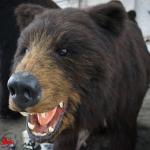 Handmade Realistic Animatronic Animals Life Size With Movement / Sound Customization for sale