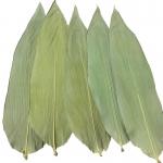 Eco Friendly 33cm Fresh Bamboo Leaves For Sushi Food for sale
