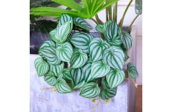 China Simulation Artificial Potted Floor Plants Silk Tree Bedroom Decoration supplier