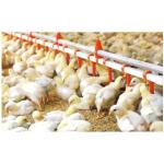Drinking System Fully Automatic Poultry Drinker , Broiler Chicken Drinker Customized