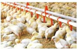 China Drinking System Fully Automatic Poultry Drinker , Broiler Chicken Drinker Customized supplier