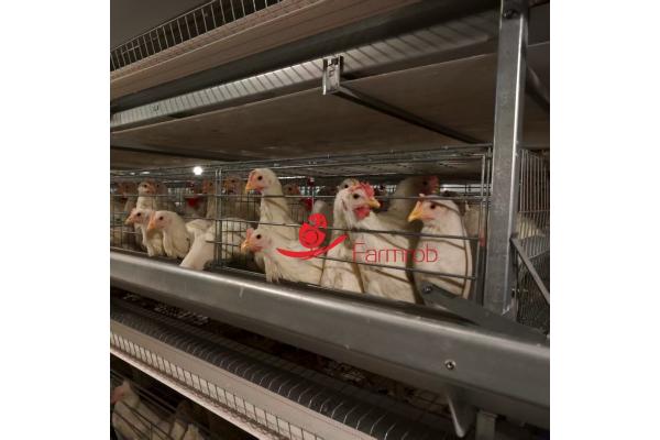 30000 Layer Chicken Cage System Smart System