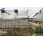 Large Complete Waterproof Multi Span Greenhouse For Tomato Plant Growing