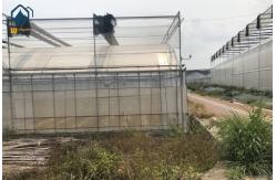 China Large Complete Waterproof Multi Span Greenhouse For Tomato Plant Growing supplier