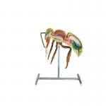 Apiculture Tools Beekeeping Equipment 60cm 110cm Height bee anatomy model for sale