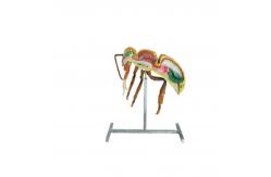 China Apiculture Tools Beekeeping Equipment 60cm 110cm Height bee anatomy model supplier