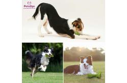 China Interactive 166x64mm Pet Chew Toys For Small Animals supplier