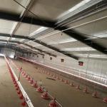 Automatic Pan Feeding System Poultry Farm Equipment for sale