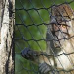 Smooth Surface Stainless Steel Knotted Woven Mesh for Monkey net