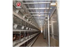 China Broilers 4 Tiers Chicken Poultry Cage Automatic Manure Removal System supplier