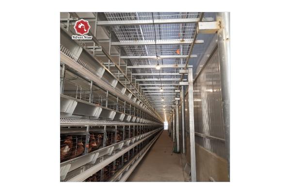 Broilers 4 Tiers Chicken Poultry Cage Automatic Manure Removal System