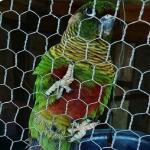 Bwg 18-22 Reverse Twist Rabbit Galvanized Hexagonal Wire Mesh for sale